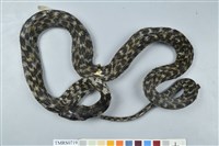 藏品(臺灣赤煉蛇)的圖片